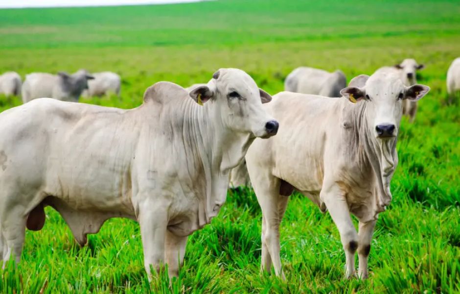 Agro é o setor mais prejudicado pelo tarifaço de Trump
